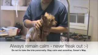 Grooming an Aggressive Yorkie Yorkshire Terrier Part 2 [upl. by Dressler]