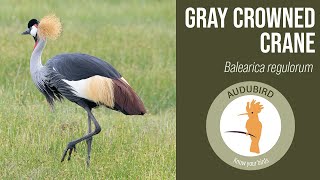 Spectacular and regal Gray CrownedCrane africanbirds [upl. by Iorgo720]