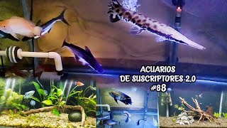 ACUARIOS DE SUSCRIPTORES 20 88  Pez Oscar Pejelagarto Tiburón Pangasio  AcuariosLP [upl. by Brucie370]