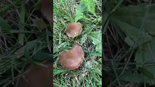 A quotweeping widowquot mushroom  Lacrymaria psathyrella  fungus fungi [upl. by Ianaj]