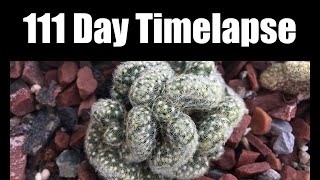 Mammillaria elongata cristata 111 Day Timelapse [upl. by Palestine88]