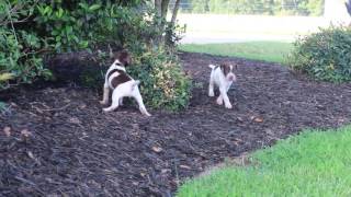 4 week old Braque Francais puppies 2 [upl. by Eniar]