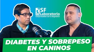 DIABETES Y OBESIDAD EN PERROS Y GATOS 🐶😺 Diagnostico tratamiento y cuidados  Medicina Veterinaria [upl. by Netsirhc]