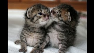 Small Fluffy Tabby Kittens Cutest Kittens [upl. by Prisca990]