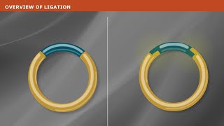 DNA Ligation [upl. by Albrecht]