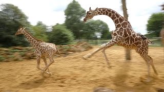 Giraffes walk gallop and play at ZSL Whipsnade Zoo [upl. by Saile]