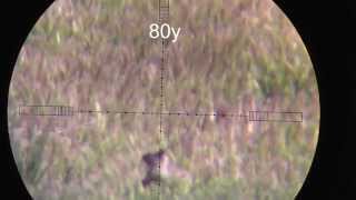 25 cal Hatsan BT65 Long Range Airgun Hunting [upl. by Seadon718]