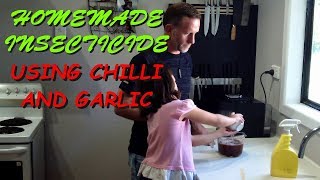 Homemade Insecticide using Chilli and Garlic [upl. by Uttica]