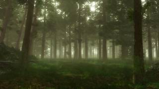 Forest Sounds  Woodland Ambience Bird Song [upl. by Akilaz191]