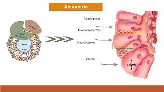 Absorción digestión y transporte de lípidos [upl. by Cyrie]