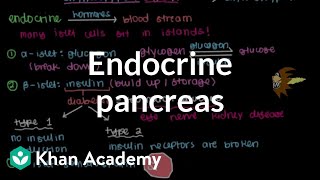 Endocrine pancreas  Gastrointestinal system physiology  NCLEXRN  Khan Academy [upl. by Lein]