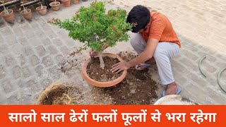 सालो साल ढेरों फलों फूलों से लदा रहेगा बस एक बार लागलो  Jungle jalebi bonsai plant  Garden works [upl. by Akvir]