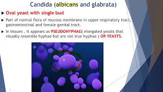 CANDIDIASIS OPPORTUNISTIC MYCOSES  MBBS Pathology and Microbiology Lectures [upl. by Elleinaj]