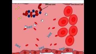 Staphylocccus aureus virulence factors [upl. by Faires]