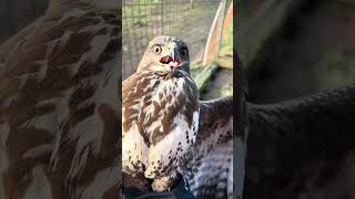 Mäusebussard gepflegt und ausgewildert 🦅 falknerei wildtierhilfe bussard [upl. by Werda705]