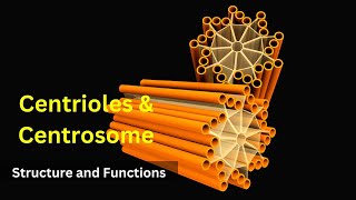 Centrioles structure and functions Centrosomes  Cilia and FlagellaBiology class 9 Cell biology [upl. by Aplihs]