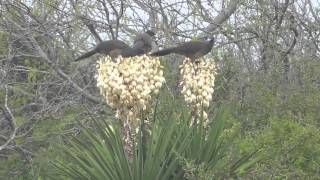 Plain chachalacas feeding on yucca flowers [upl. by Ydnyl]