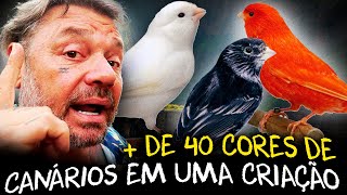 A ARTE DE CRIAR CANÃRIOS BELEZA E DIVERSIDADE EM PLUMAS [upl. by Acino]