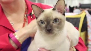 Meet the Tonkinese Cat Breed [upl. by Cohlette868]