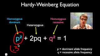 Solving Hardy Weinberg Problems [upl. by Imehon]