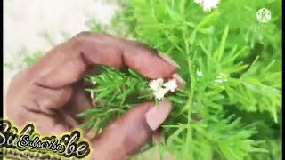 sprengeri asparagus fern  terrace garden plants  happy plants 🏡 [upl. by Neelehtak]