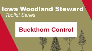 Buckthorn Control Iowa Woodland Steward Toolkit Series [upl. by Hoye]