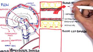 Bacterial Meningitis Pathophysiology [upl. by Schonfield774]