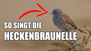 Heckenbraunelle  Vogelstimmen lernen [upl. by Airehs]