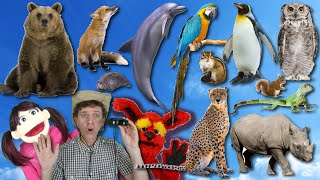 What Do You See Song Wild Animals Part 2  Learn English Kids [upl. by Melitta890]