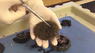 Sea Urchin amp Sand Dollar Dissection Part1 Coe [upl. by Arabela]