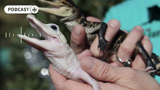 ‘Incredibly rare’ leucistic alligator hatchling cracks into Gatorland [upl. by Tallbot529]