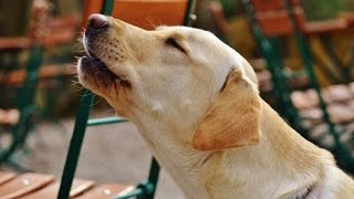 LABRADOR BARKING  LABRADOR HOWLING AND BARKING COMPILATION 2016 [upl. by Atived]