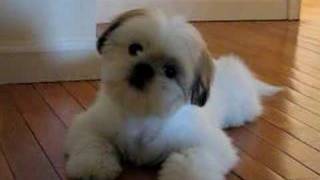 Cutest Shih Tzu Puppy Romeo Tilting Head Cuter Boo [upl. by Pirnot]