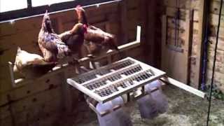 Chicken controlled door opener [upl. by Goar347]