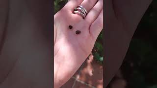 How to Save Seeds From Honeywort gardeningtips seedsaving beginnergardener honeywort seeds [upl. by Borer]