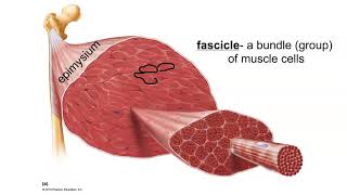 Layers of Connective Tissue in Skeletal Muscle [upl. by Araeit869]