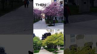 Cherry blossom Canada thenandnow toronto shorts shortsvideo [upl. by Marilyn]