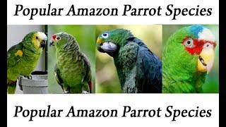 Popular Amazon Parrot Species [upl. by Humbert]