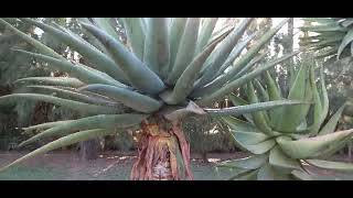 Refaldado del Aloe ferox  El Sueño Jardín Botánico [upl. by Ofloda]