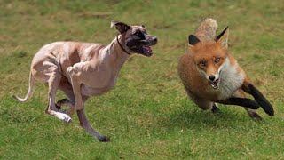 Interesting shots of fox hunting with the Moroccan dog Sloughi [upl. by Assyli577]