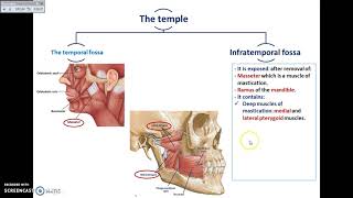 Overview of Head Exterior Temporal and Infratemporal Fossae  Dr Ahmed Farid [upl. by Jan200]