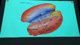 Semana 7 4  Neuroanatomía Teoría Región Supratentorial Tálamo e Hipotálamo Jueves 0905 [upl. by Breh]