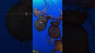 Jellyfishes sting Vancouver Aquarium vancouver aquarium shorts [upl. by Golter]