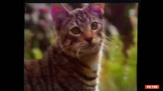 Whiskas Milk Plus  Lactose Reduced  The Best milk for cats  Australian TV Commercial 1993 [upl. by Tommy]