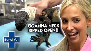 Pet Goanna Nearly Had Her Neck Torn Open 😖  Bondi Vet [upl. by Laeahcim]