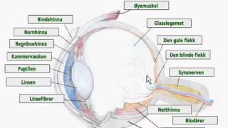 Hvordan øyet vårt virker [upl. by Mannes]