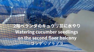 June 4 2024 2階ベランダのキュウリ苗に水やり Watering cucumber seedlings on the second floor balcony [upl. by Hadwyn]