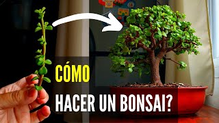 Cómo hacer un bonsai  Bonsai de Portulacaria Afra [upl. by Venn]