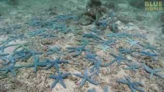 Are starfish polite Time lapse footage reveals amazing behavior [upl. by Loni424]