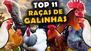 AS 11 PRINCIPAIS RAÇAS DE GALINHAS NO BRASIL  RAÇAS DE GALINHAS USADAS NO BRASIL [upl. by Richmal]